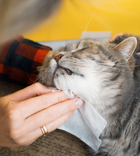 Furry Fresh Pet Wipes - Lavender Scented, 100 Extra Large Wipes